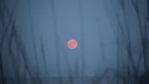 A glimpse of a Sturgeon full moon through beach grass illuminated in a dark night sky.