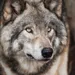 Afgesneden wolvenkop gedumpt op stoep van natuurbeschermingsorganisatie