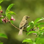 Hoe maak je je tuin vogelvriendelijk?