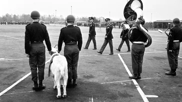 Prins Bernhard inspecteert in 1967 in Ermelo de Stoottroepen en haar mascotte.