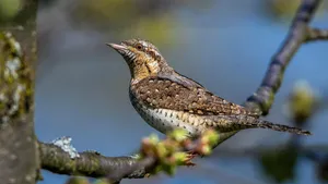 Vogels