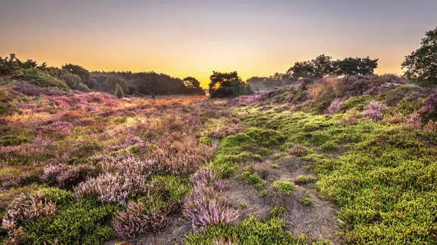 Dwingelderveld