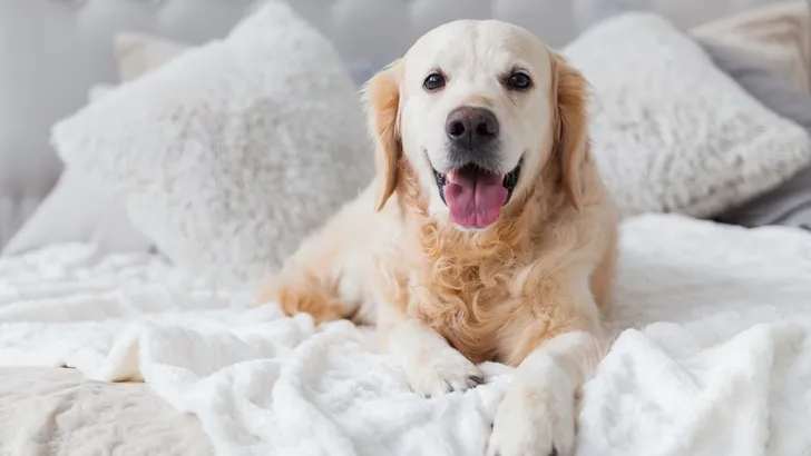 Met je hond naar een hotel? Híer kan het