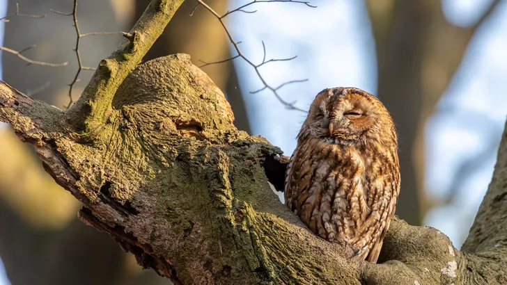 Tawny owl enjoying early sunshine