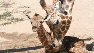 babygiraffe