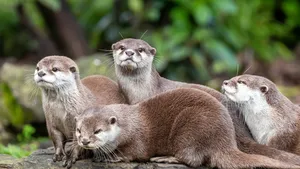 Group of attentive Oriental small-clawed otters
