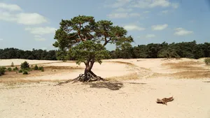 De Veluwe