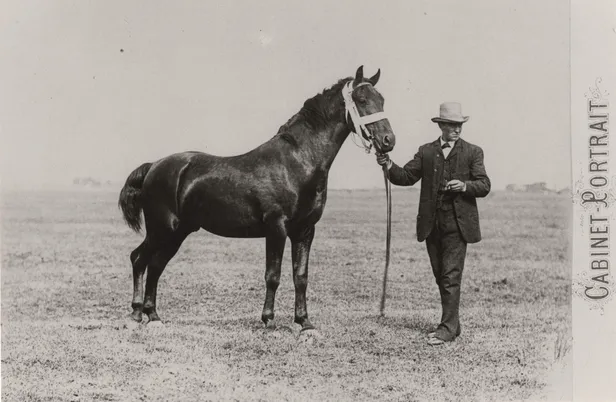 Groninger paard