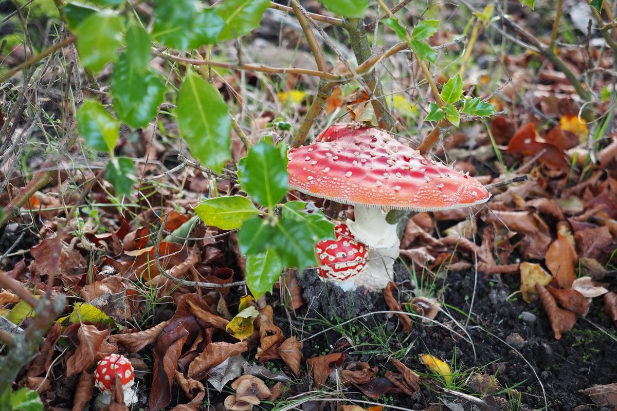 14 oktober: Herfstwandeling in Ekehaar