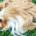 11x cavia's die een meer glamorous kapsel hebben dan jij