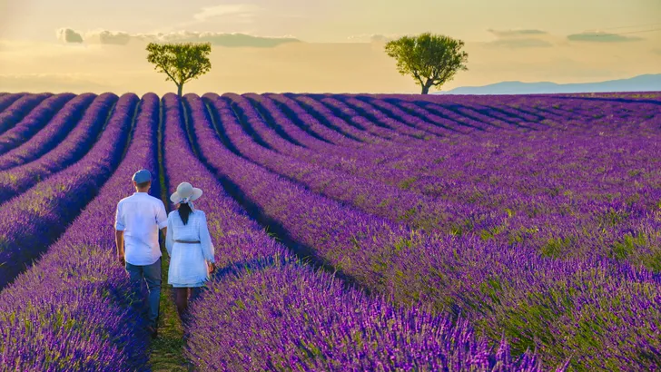 Provence, Lavender field France, Valensole Plateau,