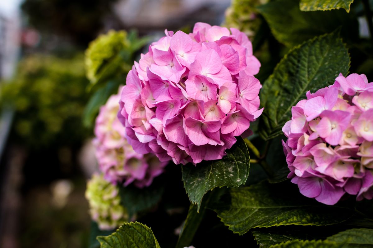Maart roert zijn staart: deze 5 planten in je tuin overleven plotselinge nachtvorst niet