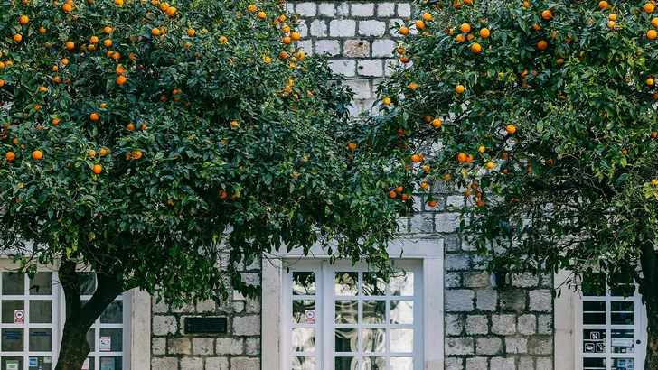 3 dingen die je in jouw tuin kan plaatsen om een gevoel van luxe te creëren