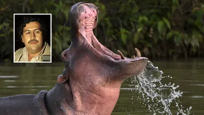 Nijlpaard, inzet: Pablo Escobar.