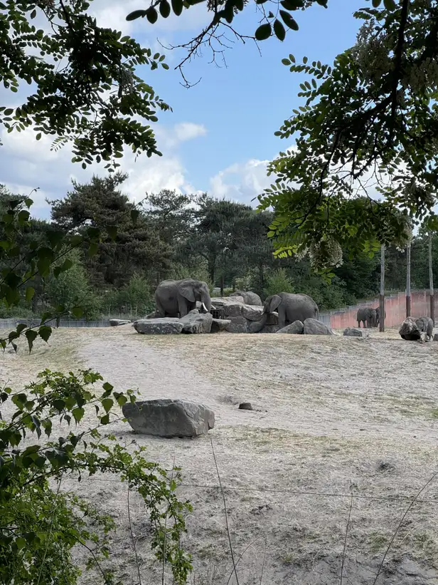 Olifanten in Safaripark Beekse Bergen 