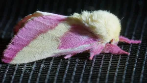 Rosy Maple Moth