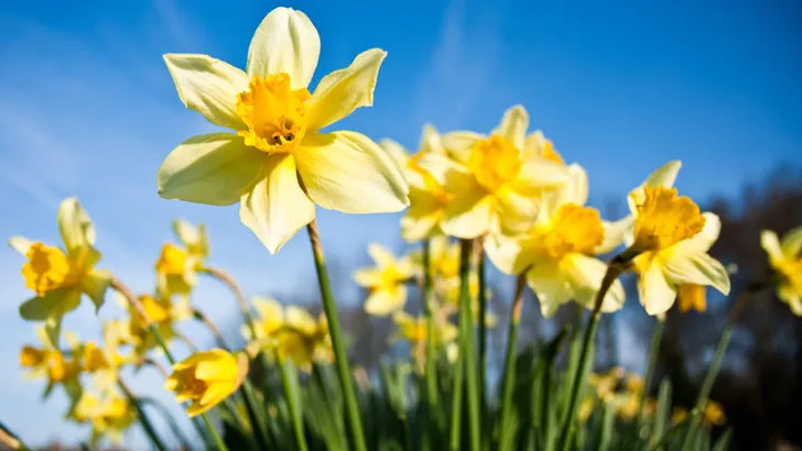 Differential focus of daffodils with morning dew