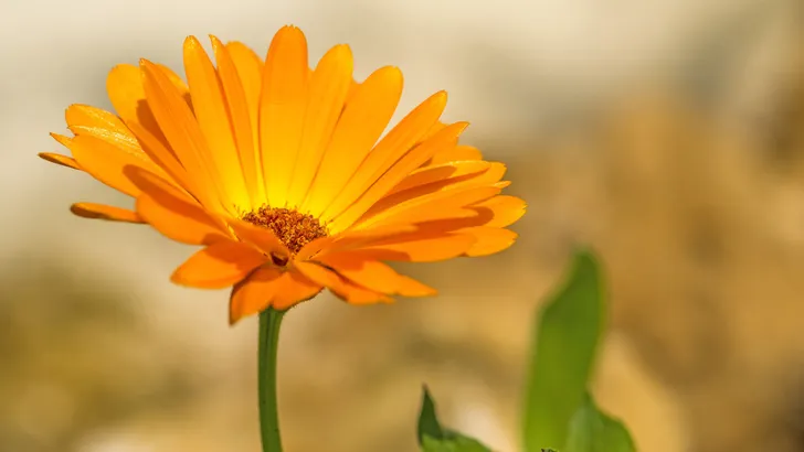 27432679 &#8211; calendula, medicinal plant
