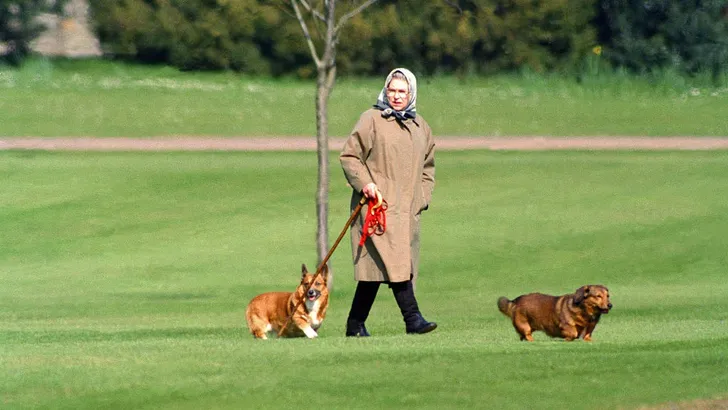 Koningin Elizabeth óók aan de pandemie puppy's