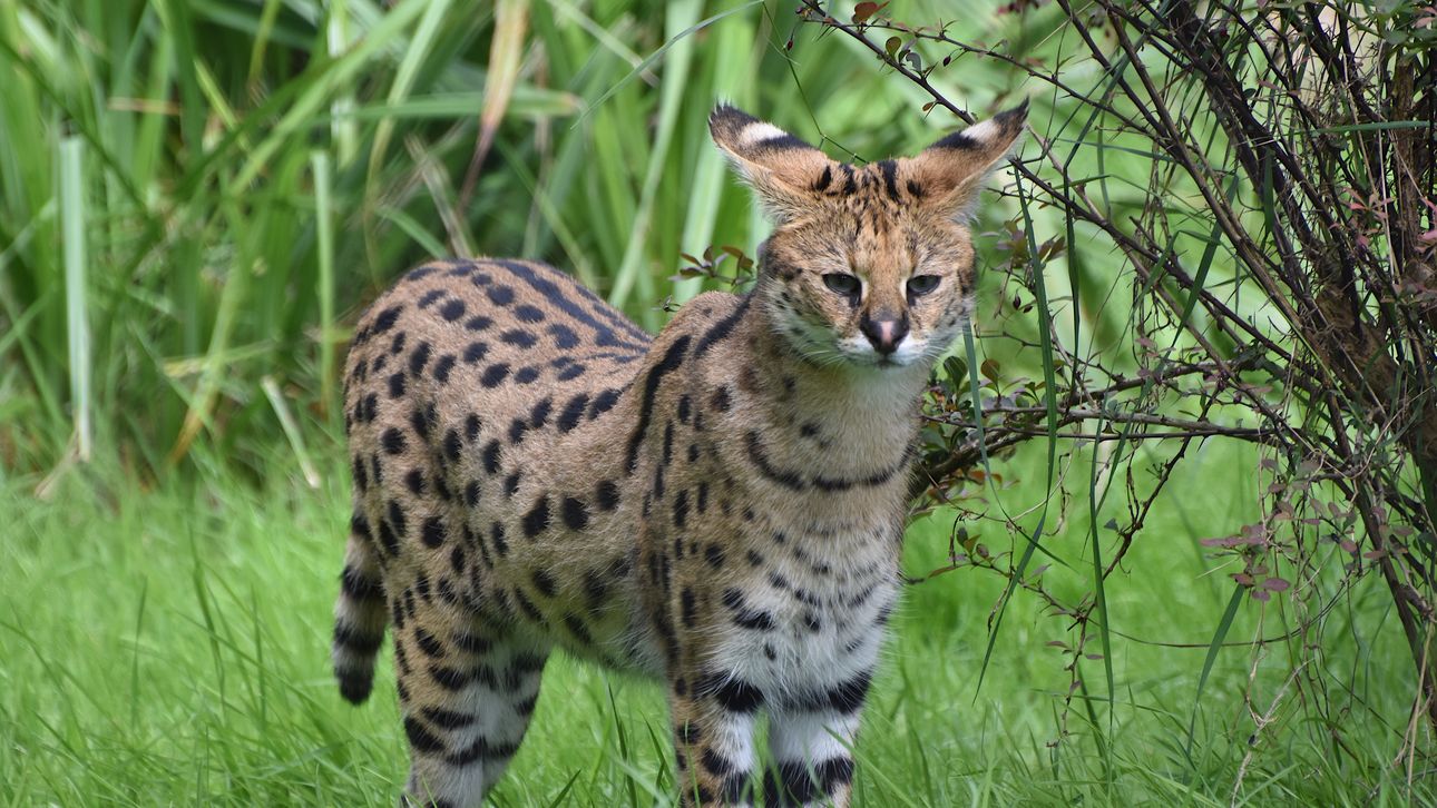 6 Dieren Die Je Vanaf 2024 Niet Meer Als Huisdier Mag Hebben Upcoming   7ZbviIcV3KbCzH1681387985 