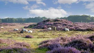 Gasterse Duinen