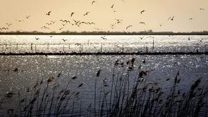 Birds over Lauwersmeer at Golden Hour, Netherlands