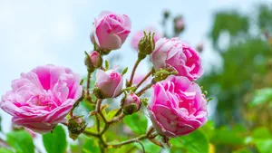 Rozen in de tuin