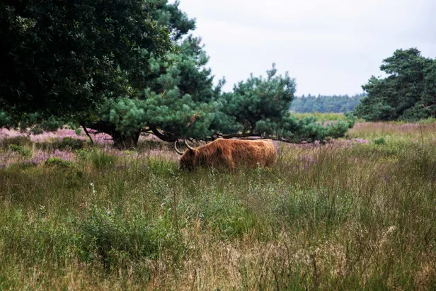 Schotse hooglander op het Hijkerveld