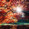 Genoeg vitamine D binnenkrijgen? Zo pas je je dieet erop aan | Beau Monde