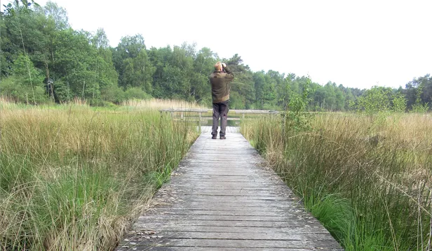 Vlonders op de Delleboersterheide