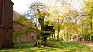 Westerwoldepad