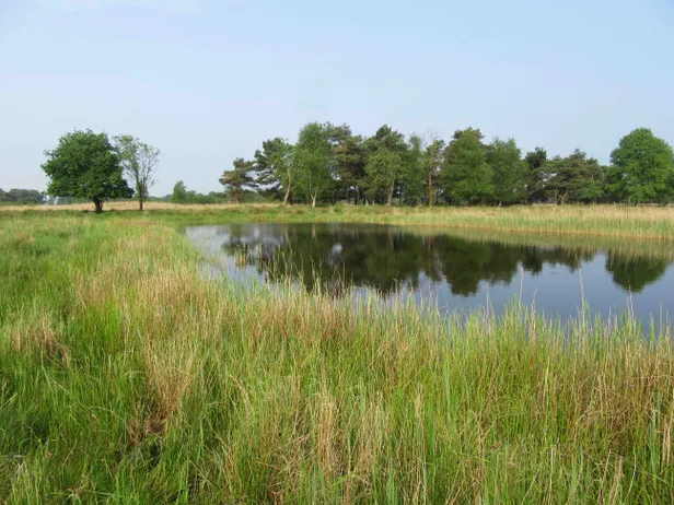 De prachtige Delleboersterheide, een gevarieerd natuurgebied in het zuidoosten van Friesland