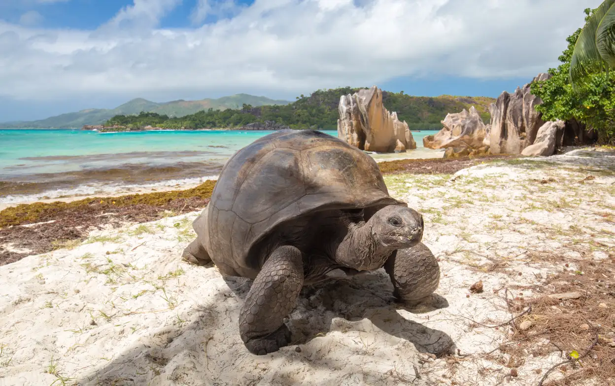 Aldabra reuzenschildpadden zijn één van de grootste reuzenschildpadden ter wereld.