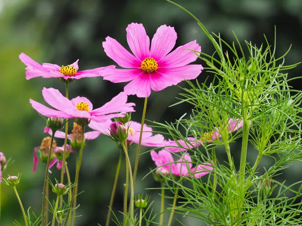 Cosmea