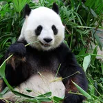 panda