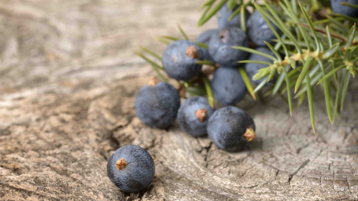 In de bres voor de jeneverbes