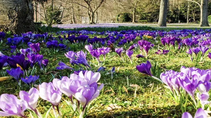 Bloemenzee Friesland
