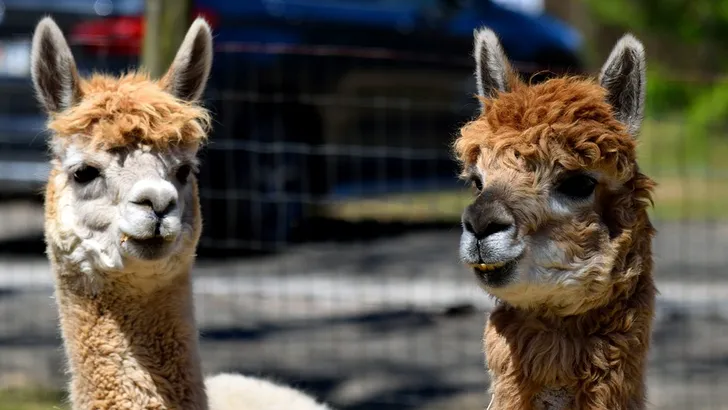 alpaca's