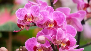 Orchidee uitgebloeid? Met deze verzorgingsroutine krijg je hem weer in bloei