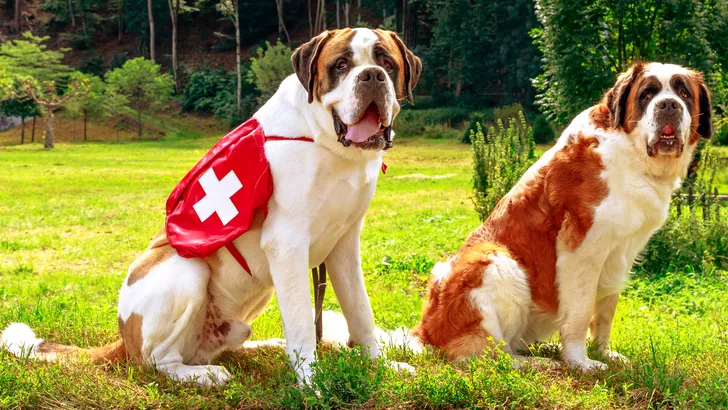 Deze dierenhelden hebben mensenlevens gered