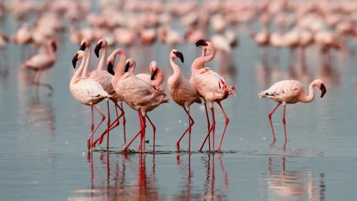 Droombaan alert: betaald krijgen om in de Bahama's flamingo's te verzorgen