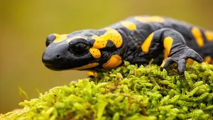 Duitse automobilisten negeren wegafsluiting en rijden 500 salamanders dood