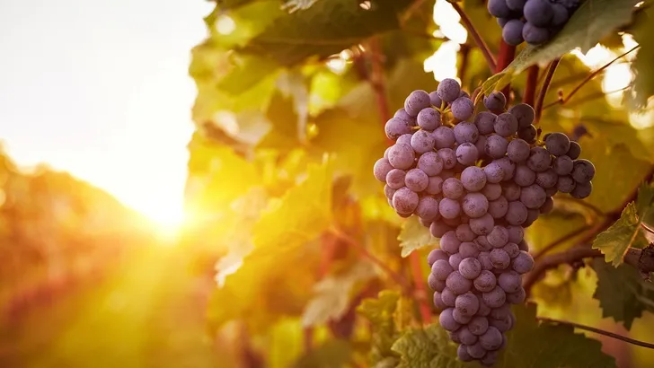 wijngaard druiven