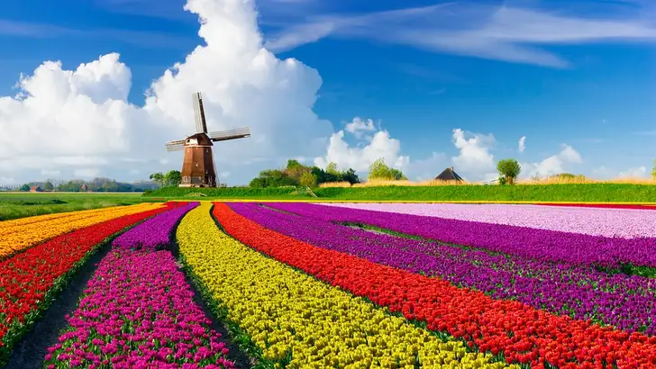 tulpen veld nederland molen