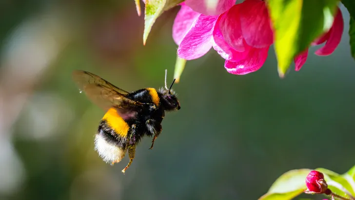 Weetjes over de hommel