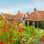 Blooming wild flowers in front of Dutch houses