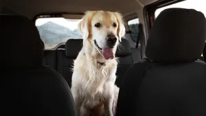 Frankrijk verscherpt controles op loslopende honden in de auto en de boete kan oplopen tot 375 euro