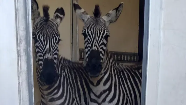 Zebra's