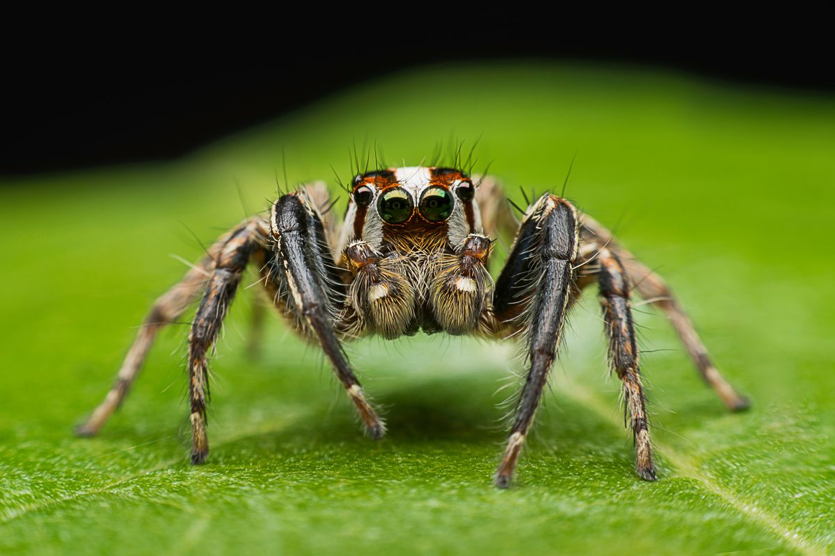 研究者は、心臓の犠牲者を救うためにクモのvenemaに基づいて薬を開発しています