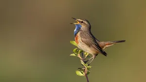 Singing male bluethroat